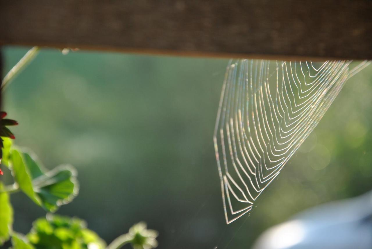 Vila Studio Alpika Luče Exteriér fotografie